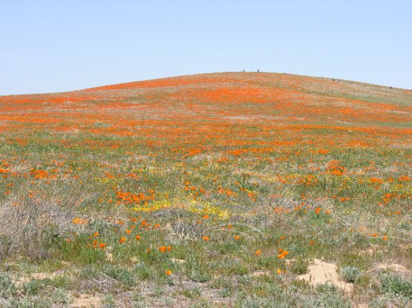 CSC_Poppy_Fields_061