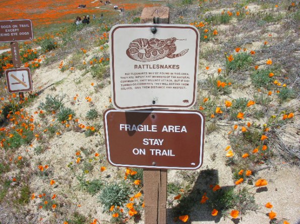 CSC_Poppy_Fields_081