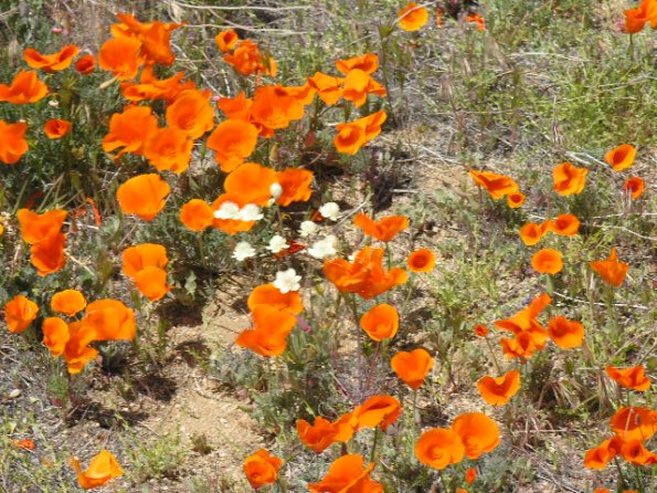 CSC_Poppy_Fields_087