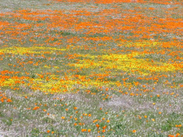 CSC_Poppy_Fields_088