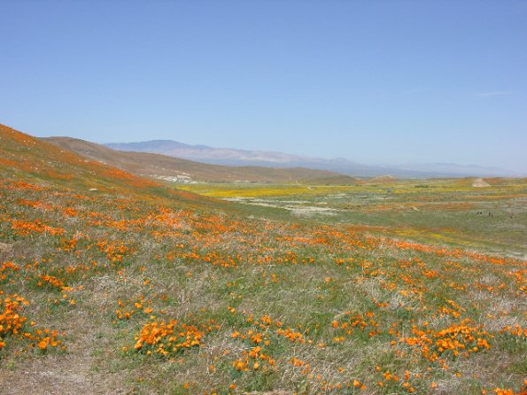 CSC_Poppy_Fields_097