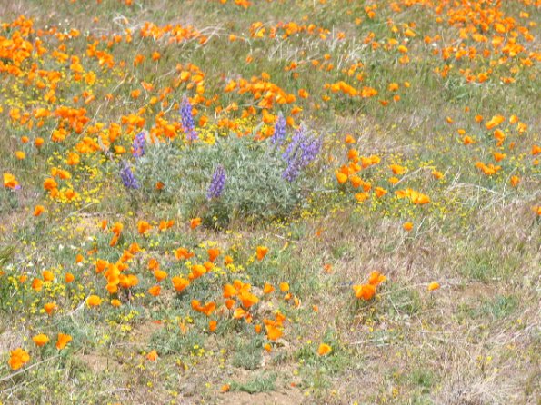 CSC_Poppy_Fields_104