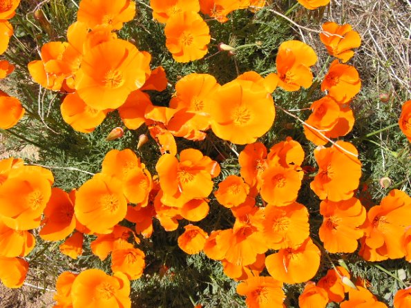 CSC_Poppy_Fields_109