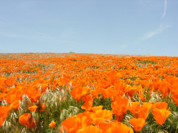 CSC_Poppy_Fields_110
