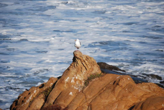 Cambria_0033