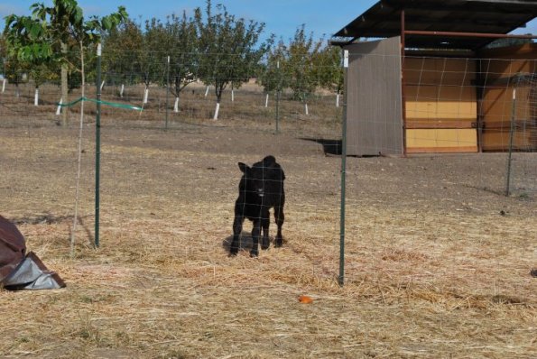cambria2012_0037