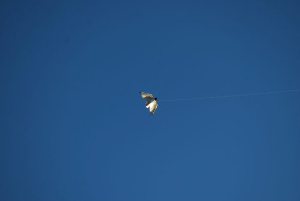 cambria2012_0232