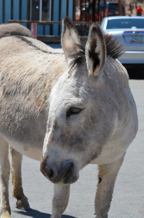 Laughlin_0101