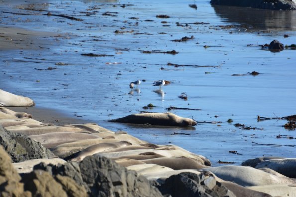 Cambria_2015_0161