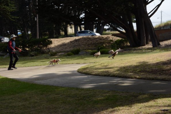 Monterey2016_0154