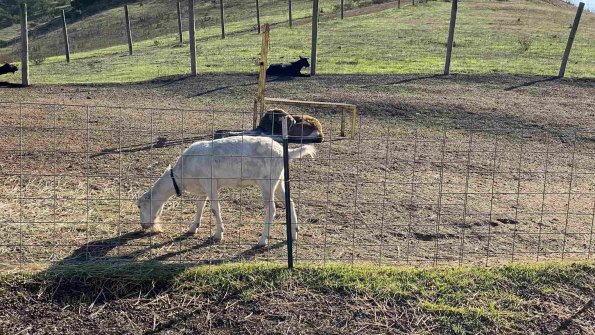 Cambria_2021_0063_01