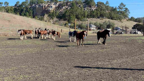 Cambria_2021_0086_01