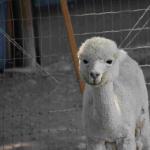 DSC_0199_01 (July 12, 2021)