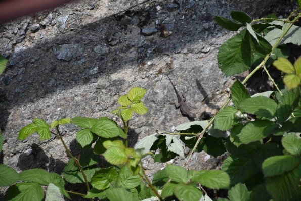 DSC_0179_00179