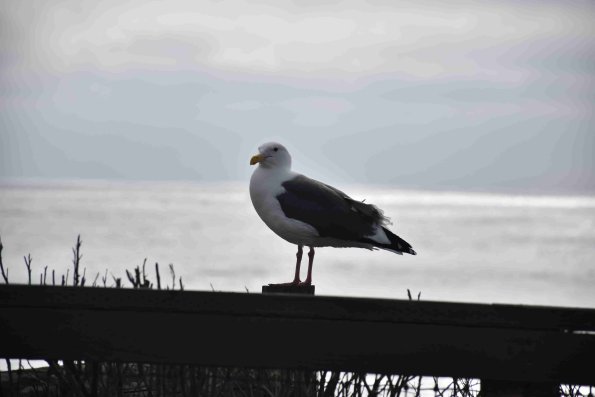 DSC_0173_1889