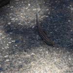 DSC_0047_404 (May 13, 2025)