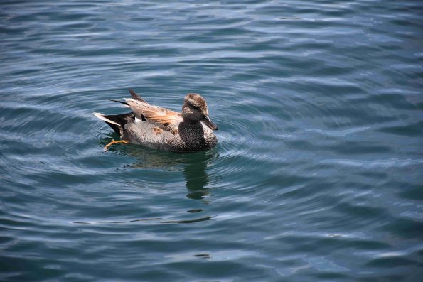 DSC_0009_2723