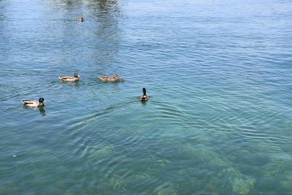 DSC_0010_2724