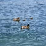 Lake Arrowhead (June 05, 2026)
