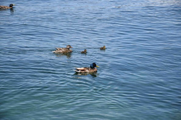 DSC_0011_2725
