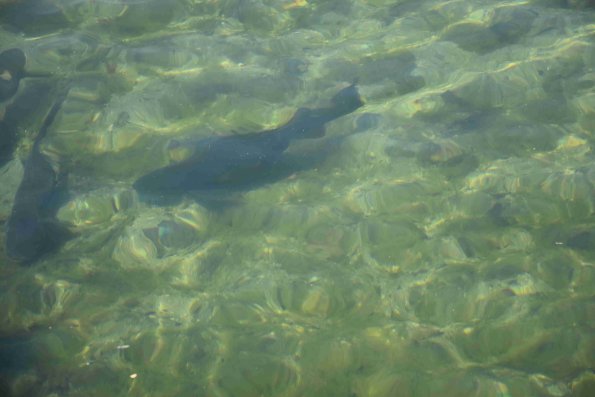 DSC_0012_2726